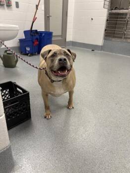 Mastiff and Pit Bull Terrier Dogs Available for Adoption in Indianapolis, Indiana - DUKE | PetCurious