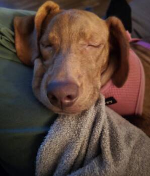 Rescue Labrador Retriever and Hound Dogs for Adoption in Oceanport, New Jersey - Zeppole | PetCurious