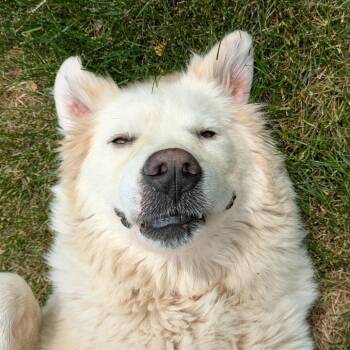 Beth -  Great Pyrenees Dog for Adoption in Madison, Wisconsin - Beth | PetCurious
