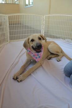 Ginger -  Anatolian Shepherd Dog for Adoption in Mckinney, Texas - Ginger | PetCurious