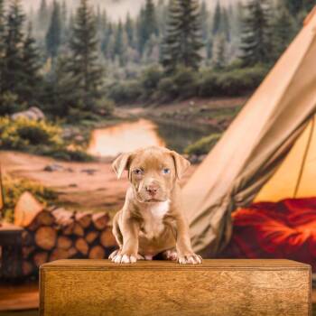 Pit Bull Terrier Dogs Available for Adoption - Reiner | PetCurious