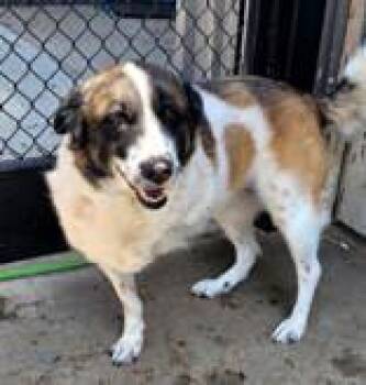 Tripod (spayed) -  Australian Shepherd and Great Pyrenees Dog for Adoption in Commerce, Texas - Tripod (spayed) | PetCurious