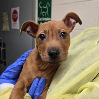 Pit Bull Terrier Dogs Available for Adoption - Kai | PetCurious