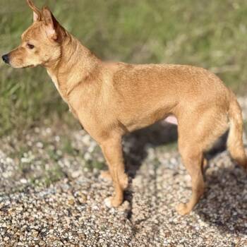 Foxy 26-01-125 -  Chihuahua and Terrier Dog for Adoption in Bastrop, Texas - Foxy 26-01-125 | PetCurious