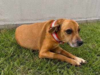 Raspberry -  Mountain Cur Dog for Adoption in Lakeland, Florida - Raspberry | PetCurious