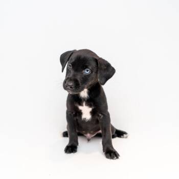 Daffy Duck -  Mountain Cur and Labrador Retriever Dog for Adoption in New York, New York - Daffy Duck | PetCurious