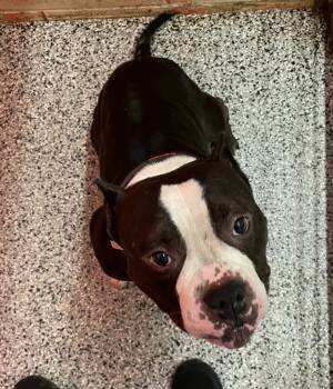 Rescue Pit Bull Terrier Dogs for Adoption in Little Elm, Texas - Titan | PetCurious