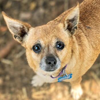 Chihuahua and Mixed Breed Dogs Available for Adoption in Boerne, Texas - Mrs.Potato Head | PetCurious