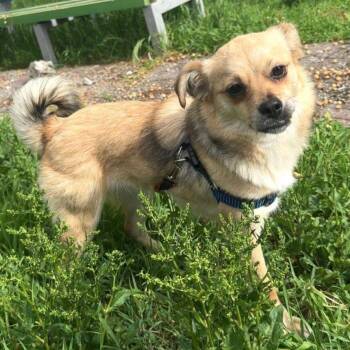 Nikki -  Mixed Breed Dog for Adoption - Nikki | PetCurious