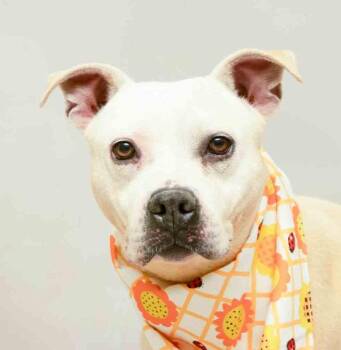Ainsley -  Terrier Dog for Adoption in Sanford, Florida - Ainsley | PetCurious