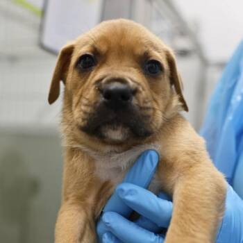 American Staffordshire Terrier Dogs Available for Adoption in San Antonio, Texas - GINGER SNAP | PetCurious