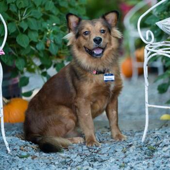 Marshall -  Australian Shepherd and Mixed Breed Dog for Adoption in Wake Forest, North Carolina - Marshall | PetCurious