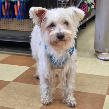 Oscar -  West Highland White Terrier Westie and Silky Terrier Dog for Adoption in Nashville, Tennessee - Oscar | PetCurious