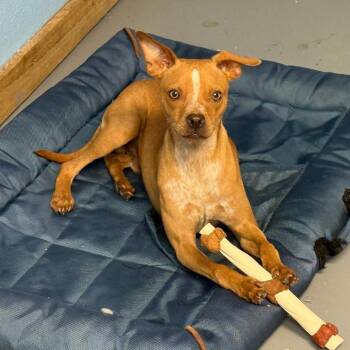 Chihuahua and Jack Russell Terrier Dogs Available for Adoption - McGee *Arriving 5/16* D11140 | PetCurious