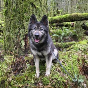 German Shepherd Dog and Siberian Husky Dogs Available for Adoption in Issaquah, Washington - Sol | PetCurious