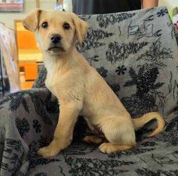 Spark -  Labrador Retriever Dog for Adoption in Anchorage, Alaska - Spark | PetCurious