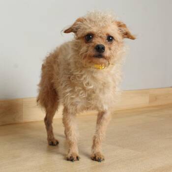 Chihuahua and Pomeranian Dogs Available for Adoption in Minnetonka, Minnesota - Buddy Mac D69532 | PetCurious