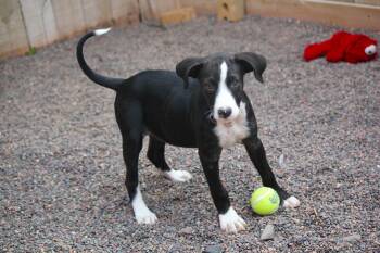 Saturn -  Labrador Retriever Dog for Adoption in Hayward, Wisconsin - Saturn | PetCurious