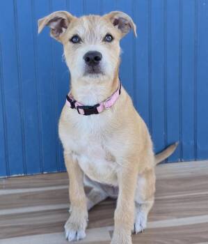 Sadie -  Border Terrier and Labrador Retriever Dog for Adoption in Sedalia, Colorado - Sadie | PetCurious