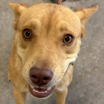 109482 -  Mixed Breed Dog for Adoption in Las Cruces, New Mexico - 109482 | PetCurious