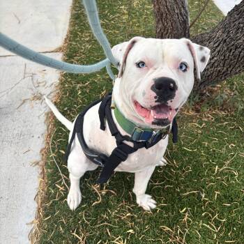 American Staffordshire Terrier Dogs Available for Adoption in Las Vegas, Nevada - Newman  | PetCurious