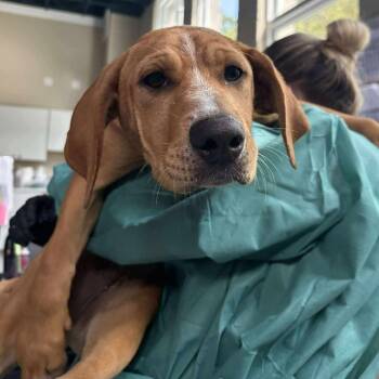 Rescue Mixed Breed Dogs for Adoption in Huntington, West Virginia - Sol | PetCurious