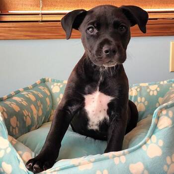 Jeffriam -  Labrador Retriever and Poodle Dog for Adoption in Cincinnati, Ohio - Jeffriam | PetCurious