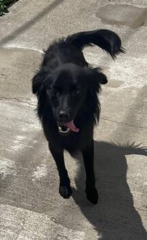 Kallie -  Spaniel Dog for Adoption in Lexington, Kentucky - Kallie | PetCurious