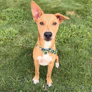 SCOOBY -  Jack Russell Terrier Dog for Adoption in Houston, Texas - SCOOBY | PetCurious