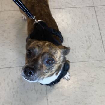 Tie -  Terrier Dog for Adoption in Austell, Georgia - Tie | PetCurious