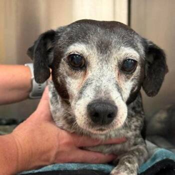 Lucille -  Mixed Breed Dog for Adoption in North Charleston, South Carolina - Lucille | PetCurious