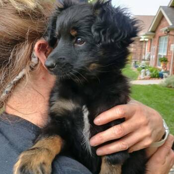 Dart -  Shih Tzu and Poodle Dog for Adoption in Amarillo, Texas - Dart | PetCurious