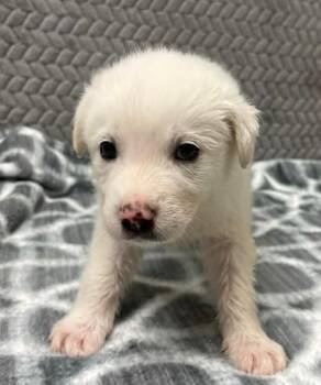 Cattle Dog and Mixed Breed Dogs Available for Adoption in Lampasas, Texas - Joey | PetCurious