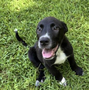 Bean -  Border Collie and Flat Coated Retriever Dog for Adoption in Watertown, Connecticut - Bean | PetCurious