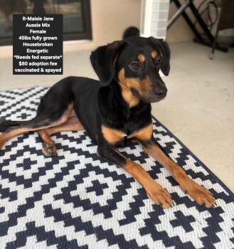 R- Maisie Jane -  Australian Shepherd Dog for Adoption in Oviedo, Florida - R- Maisie Jane | PetCurious