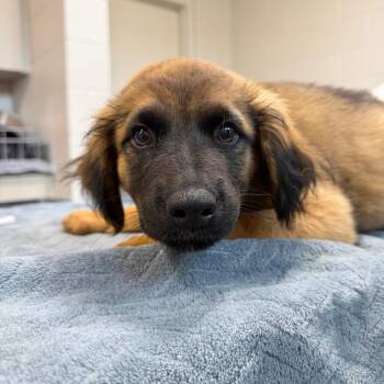 Dandy -  Mixed Breed Dog for Adoption in Englewood, Florida - Dandy | PetCurious