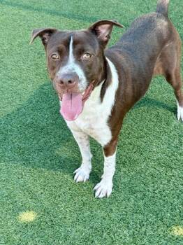 Mixed Breed Dogs Available for Adoption - WILLA | PetCurious