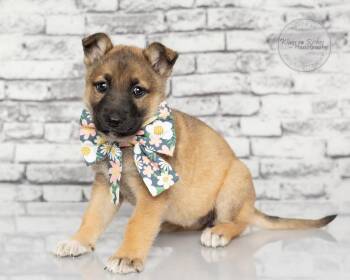 Shepherd and German Shepherd Dog Dogs Available for Adoption in Tuscaloosa, Alabama - Britta - 5lbs | PetCurious