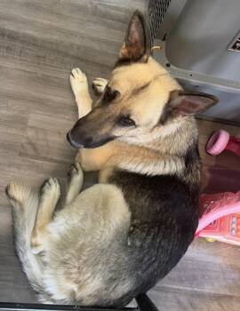 Axel -  German Shepherd Dog Dog for Adoption in Thornton, Colorado - Axel | PetCurious