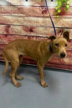 AC-5391 "Sybil" -  Hound Dog for Adoption in Conyers, Georgia - AC-5391 "Sybil" | PetCurious