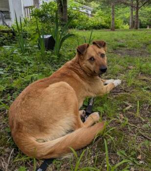 Mixed Breed Dogs Available for Adoption in Kansas City, Missouri - Barbarella | PetCurious