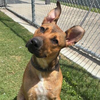 Rudy -  Mixed Breed Dog for Adoption in League City, Texas - Rudy | PetCurious