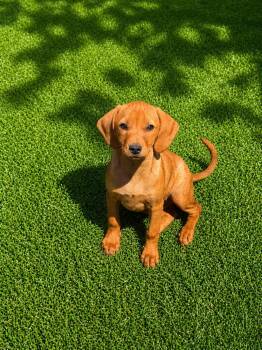 Dachshund and Hound Dogs Available for Adoption in Nashville, Tennessee - Mango (F) | PetCurious