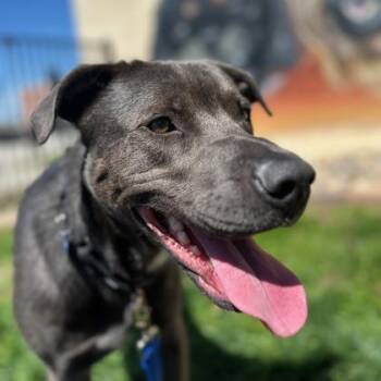 Mixed Breed Dogs Available for Adoption in Merriam, Kansas - Curly | PetCurious