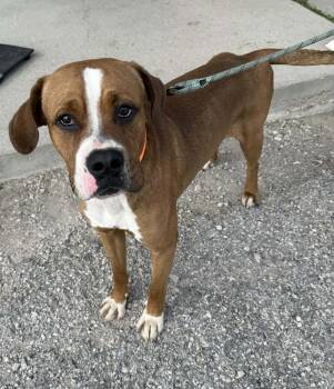 Boxer and Mixed Breed Dogs Available for Adoption in Evansville, Indiana - Buckeye | PetCurious