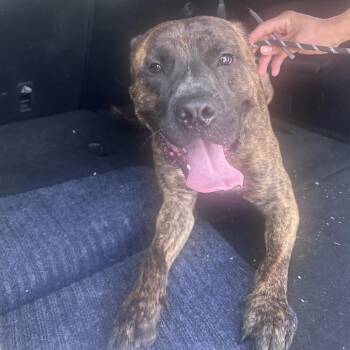 Syren -  Mixed Breed Dog for Adoption in Philadelphia, Pennsylvania - Syren | PetCurious