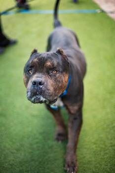 CHESTER -  Mixed Breed Dog for Adoption in Dallas, Texas - CHESTER | PetCurious