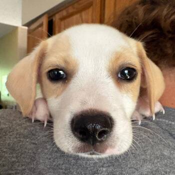 Winnie -  Beagle and Mixed Breed Dog for Adoption in Durham, North Carolina - Winnie | PetCurious