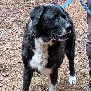 Mastiff and Great Pyrenees Dogs Available for Adoption - Duchess | PetCurious