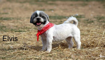 Rescue Shih Tzu Dogs for Adoption in Broken Arrow, Oklahoma - Elvis | PetCurious